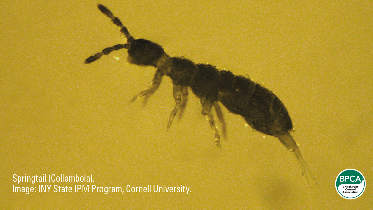 Springtail CollembolaNon pest insects BPCA